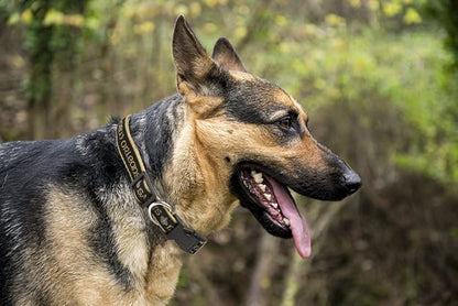 Pets First NFL New Orleans Saints Licensed PET COLLAR, Extra Large - Heavy-Duty, Strong, and Durable Dog Collar. Available in 31 Football Teams and 4 Sizes
