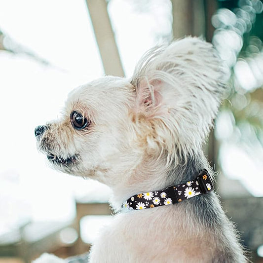 QQPETS Adjustable Soft Dog Collar: Print Flower Pink Multicolor Cute Patterns for XS Small Medium Large Pet Girl Boy Puppy Walking Running Training (L, White Daisy)