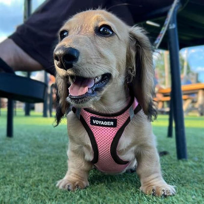 Best Pet Supplies Voyager Step-in Air Harness - All Weather Mesh, Reflective, No Pull Harness for Dogs, Cats - Secure with Hook & Loop Fastener, Buckle, Double D-Rings - Pink/Black Trim, XS