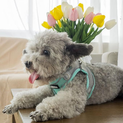AIITLE Escape Proof Dog Harness - Step in Adjustable Dog Harness No Choke Over with Breathable Mesh and Quick-Release Buckle for All Weather- Outdoor Walking, Training for Medium Dogs Turquoise XL