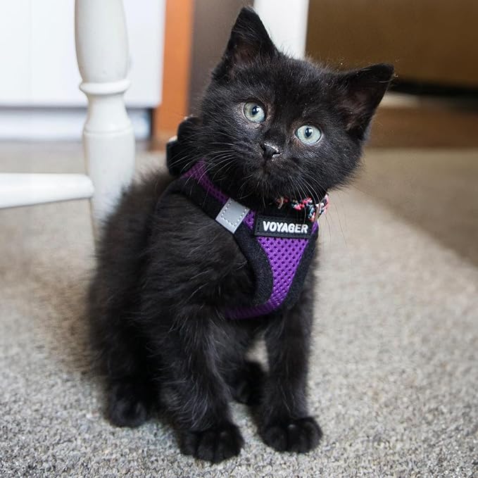 Best Pet Supplies Voyager Step-in Air Harness - All Weather Mesh, Reflective, No Pull Harness for Dogs, Cats - Secure with Hook & Loop Fastener, Buckle, Double D-Rings - Purple/Black Trim, L