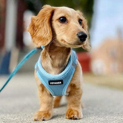 Best Pet Supplies Voyager Step-in Air All Weather Mesh Harness and Reflective Dog 5 ft Leash Combo with Neoprene Handle, for Small, Medium and Large Breed Puppies - Set (Baby Blue), S