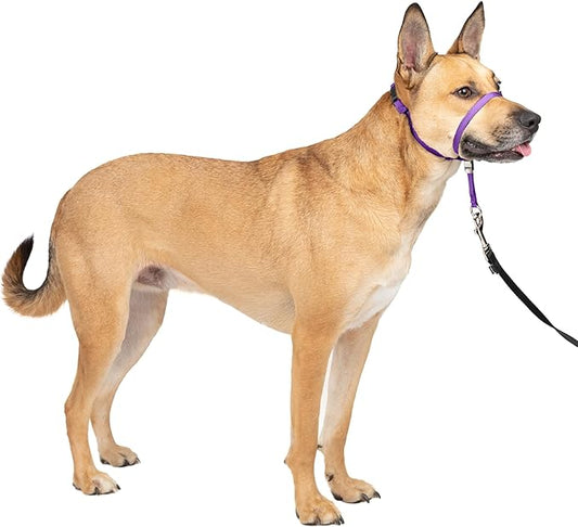 PetSafe Gentle Leader Headcollar No-Pull Dog Collar - Helps Improve Walks - Durable Nylon Construction - Padded Nose Loop - Adjustable Fit - Comfort Walking Halter - Medium, Deep Purple