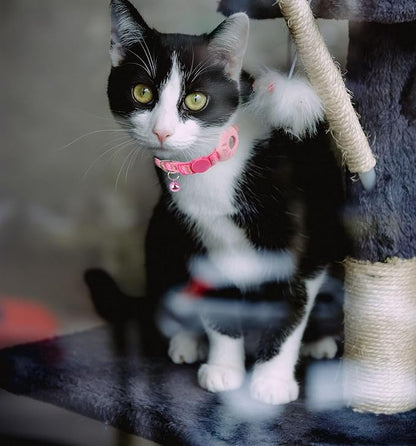 Breakaway Cat Collar with Airtag Holder, Safety Kitten Collar with Apple Airtag Holder,Cute GPS Cat Collar with Bell, Lightweigh Tracker Collars for Girl Boy Cats, Kittens and Puppies
