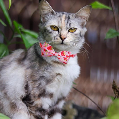 EXPAWLORER Cute Cat Collar Breakaway with Bells - 2 Pack Fruit Adjustable Pet Collar with Removable Bow Tie and Bandana, Safety Buckle for Girl Boy Cats Kitten, Strawberry