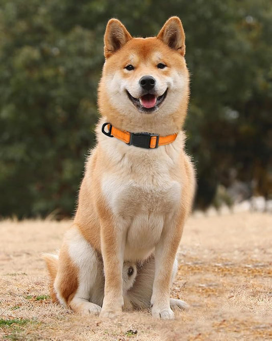 TagME Reflective Nylon Dog Collars, Adjustable Classic Pet Collar with Quick Release Buckle for Medium Dogs, Orange, 1.0" Width