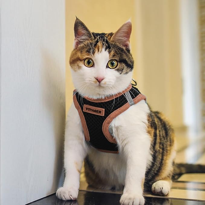 Best Pet Supplies - All Weather Mesh/Plush, Reflective, No Pull Harness for Small, Medium Dogs, Cats - Secure with Hook & Loop Fastener, Buckle, Double D-Rings - Black/Orange Trim, M