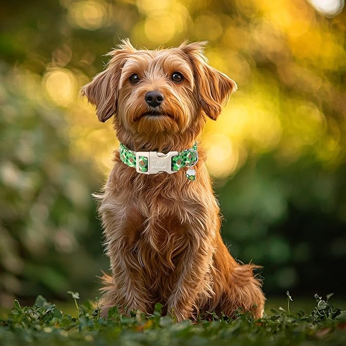 St Patricks Day Dog Collar for Large Dogs - Green Beer Shamrock Dog Collars for Boys&Girls Dogs, Adjustable Irish Clover Puppy Collar with Quick Release Buckle L