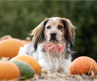Halloween Dog Collar, Pet Collar Dog Bow Pumpkin Girl Boy Holiday Pet Collar Gift Cute Soft Puppy Collar for Large Dogs