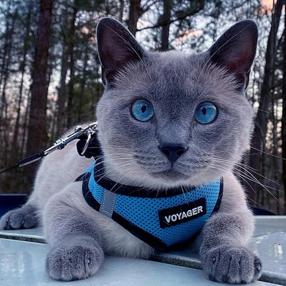 Best Pet Supplies Voyager Step-in Air All Weather Mesh Harness and Reflective Dog 5 ft Leash Combo with Neoprene Handle, for Small, Medium and Large Breed Puppies - Baby Blue/Black Trim, X-Large