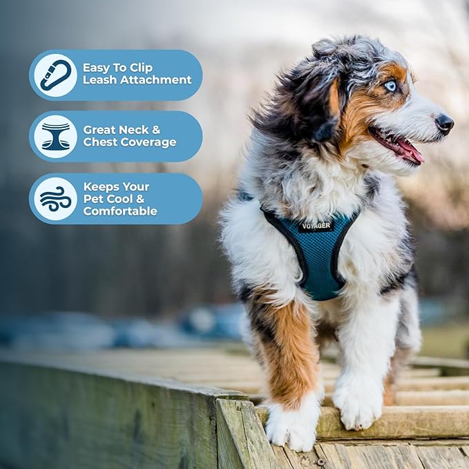 Voyager Step-in Pet Harness - All Weather Mesh, Adjustable Step in Harness for Cats and Dogs by Best Pet Supplies - Turquoise/Black Trim, XL