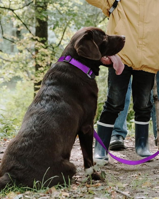 TagME Reflective Nylon Dog Collars, Adjustable Classic Pet Collar with Quick Release Buckle for Large Dogs, Purple, 1.0" Width