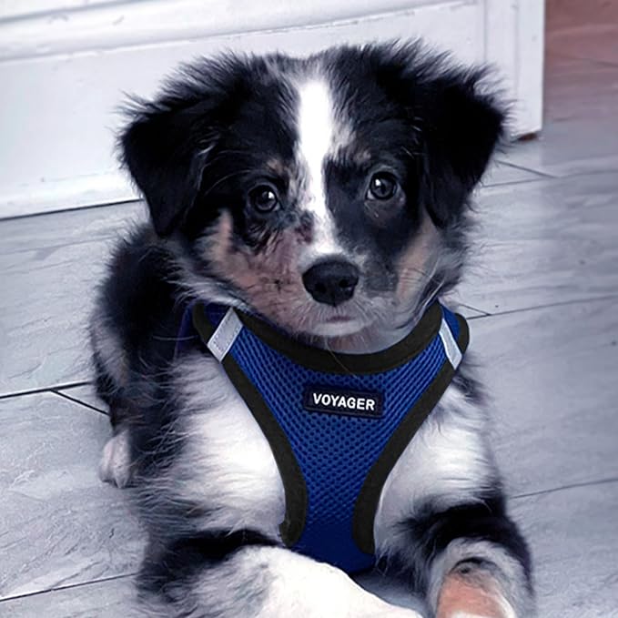 Best Pet Supplies Voyager Step-in Air All Weather Mesh Harness and Reflective Dog 5 ft Leash Combo with Neoprene Handle, for Small, Medium and Large Breed Puppies - Royal Blue/Black Trim, Medium