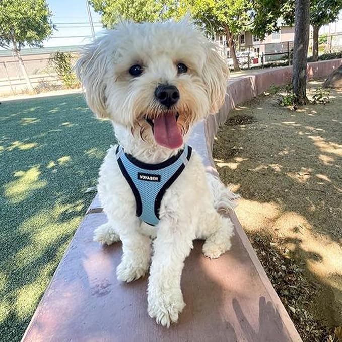 Best Pet Supplies Voyager Step-in Air Harness - All Weather Mesh, Reflective, No Pull Harness for Dogs, Cats - Secure with Hook & Loop Fastener, Buckle, Double D-Rings - Baby Blue/Black Trim, XXS