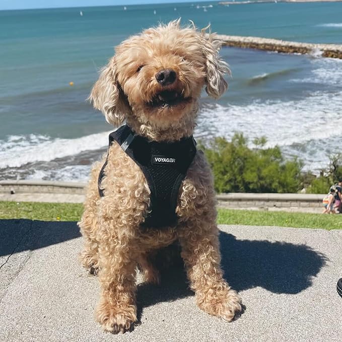 Best Pet Supplies - All Weather Mesh / Plush, Reflective, No Pull Harness for Small, Medium Dogs, Cats - Secure with Hook & Loop Fastener, Buckle, Double D-Rings - Black/Black Trim, S