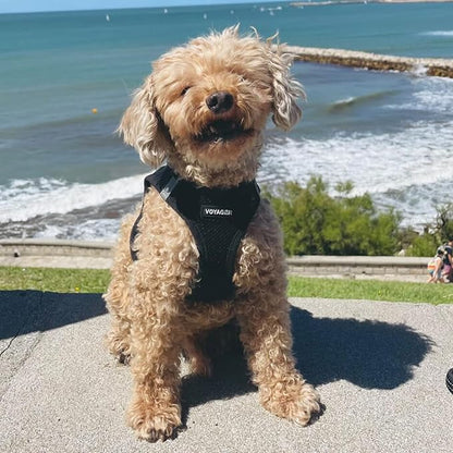 Best Pet Supplies Voyager Step-in Air Harness - All Weather Mesh, Reflective, No Pull Harness for Dogs, Cats - Secure with Hook & Loop Fastener, Buckle, Double D-Rings - Black, XL