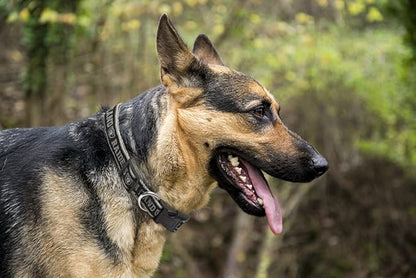 Pets First NFL Raiders Licensed PET COLLAR, Extra Large - Heavy-Duty, Strong, and Durable Dog Collar. Available in 31 Football Teams and 4 Sizes