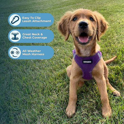 Best Pet Supplies Voyager Step-in Air All Weather Mesh Harness and Reflective Dog 5 ft Leash Combo with Neoprene Handle, for Small, Medium and Large Breed Puppies - Set (Purple), XXXS