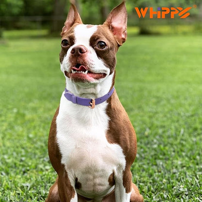 WHIPPY Leather Dog Collar for Small Medium Large Dog Adjustable Soft Breathable Leather Padded Puppy Collar with Alloy Buckle Heavy Duty Waterproof Classic Dog Pet Collar,Purple,M