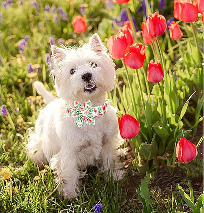 Lionheart glory Dog Collar Flowers Collar Floral Dog Collar with Flower Spring Summer Cute Collar Dog Boy or Girl Dog Collars Soft Durable Adjustable Dog Collars for Medium Dogs