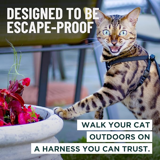 Houdini™ Escape Proof Cat Harness and Leash Set by OutdoorBengal – Turquoise, Large Cat Harness for Walking Big Cats