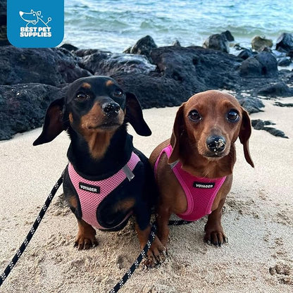 Best Pet Supplies Voyager Step-in Air Harness - All Weather Mesh, Reflective, No Pull Harness for Dogs, Cats - Secure with Hook & Loop Fastener, Buckle, Double D-Rings - Fuchsia, L