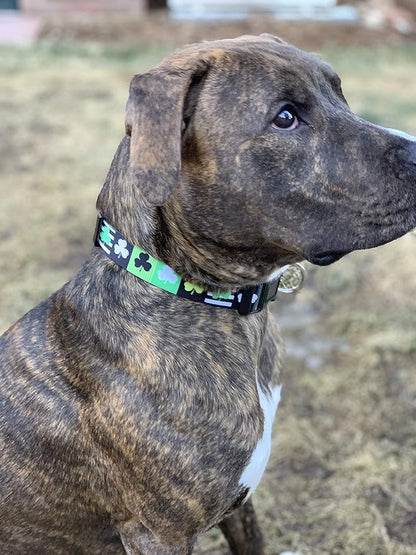 Native Pup St Patricks Dog Collar- Saint Patrick Green Shamrock Pet Collars- St. Patrick’s Lucky Irish- Adjustable for Small, Medium, Large Breeds (Patterned Shamrock, Medium)