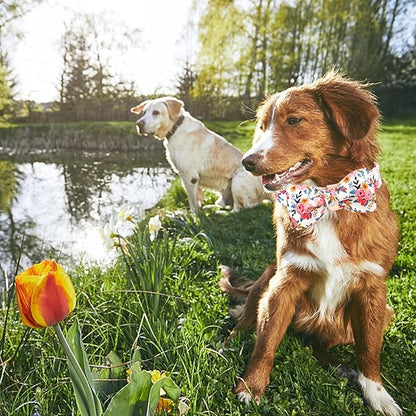 Lionheart glory Dog Collar Bow Collar Floral Dog Collar with Bow Tie Spring Summer Cute Collar Dog Boy or Girl Dog Collars Soft Durable Adjustable Dog Collars for Small Dogs