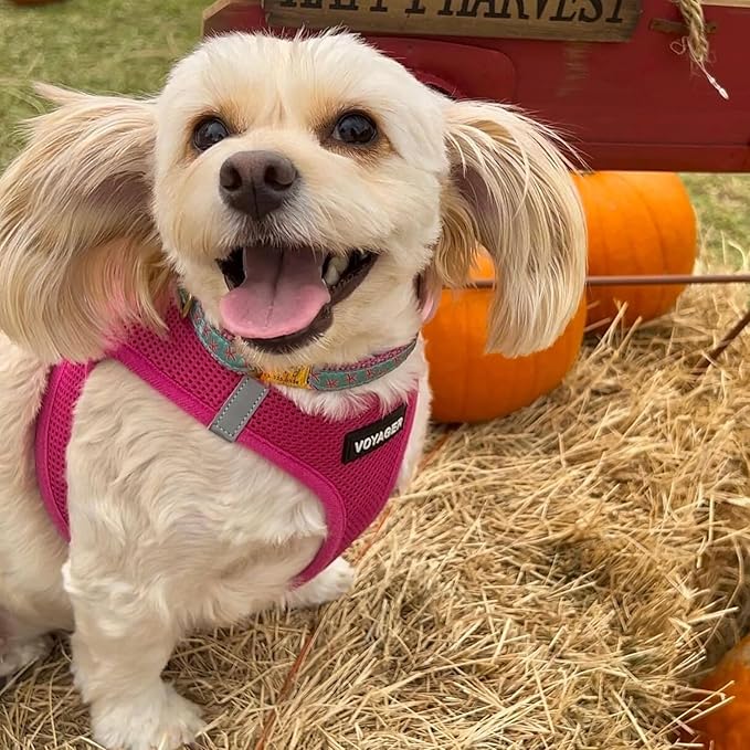 Best Pet Supplies Voyager Step-in Air Harness - All Weather Mesh, Reflective, No Pull Harness for Dogs, Cats - Secure with Hook & Loop Fastener, Buckle, Double D-Rings - Fuchsia, M