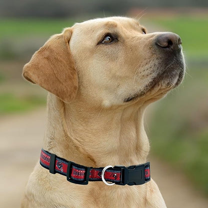 Pets First NFL Tampa Bay Buccaneers Licensed PET COLLAR, Large - Heavy-Duty, Strong, and Durable Dog Collar. Available in 31 Football Teams and 4 Sizes
