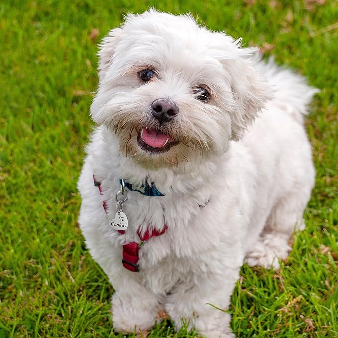 Anavia Small Size Dog Cat ID Tags, Small/XS Personalized Color Plated Stainless Steel Puppy Kitten Name Tags, Customized Engraved Nameplate Pet Collar Tag (Silver, Heart)