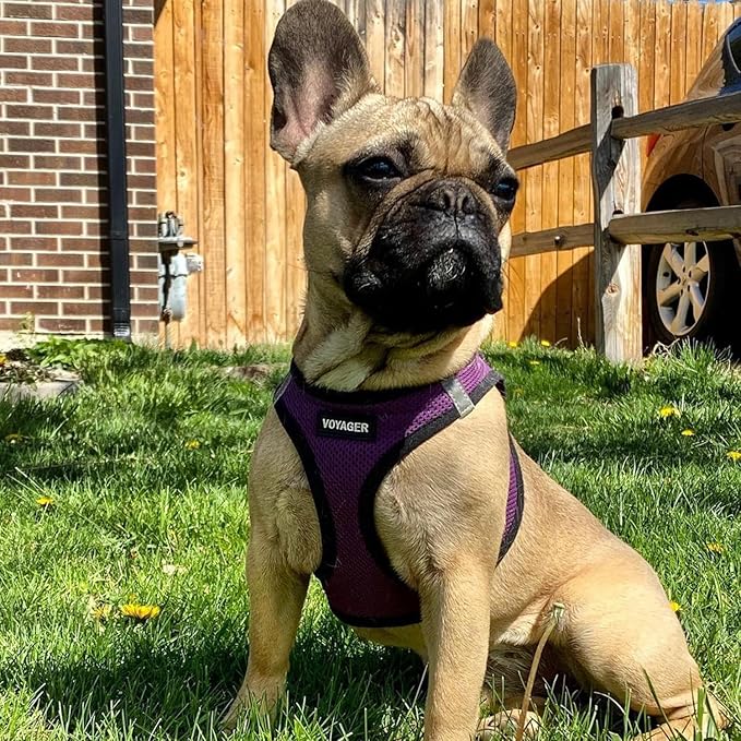 Best Pet Supplies Voyager Step-in Air All Weather Mesh Harness and Reflective Dog 5 ft Leash Combo with Neoprene Handle, for Small, Medium and Large Breed Puppies - Purple/Black Trim, XX-Small