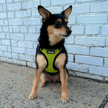 Voyager Step-in Pet Harness - All Weather Mesh, Adjustable Step in Harness for Cats and Dogs by Best Pet Supplies - Lime Green/Black Trim, XS