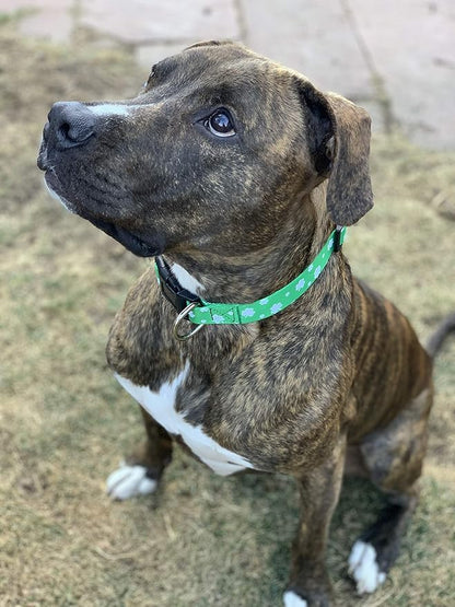 Native Pup St Patricks Dog Collar- Saint Patrick Green Shamrock Pet Collars- St. Patrick’s Lucky Irish- Cute Boy Girl Puppy Gift- Adjustable for Small, Medium, Large Breeds (Lucky Shamrock, Medium)