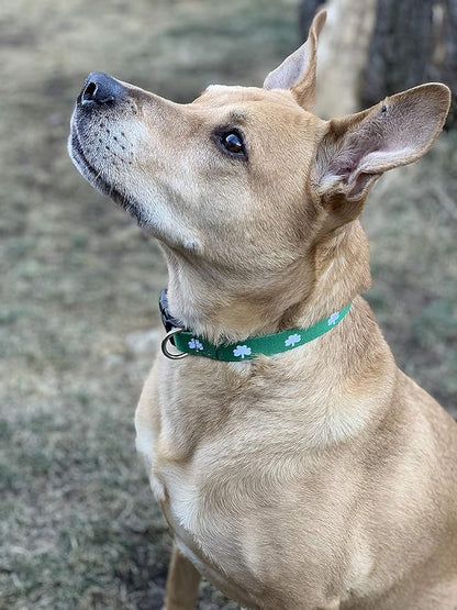 Native Pup St Patricks Dog Collar- Saint Patrick Green Shamrock Pet Collars- St. Patrick’s Lucky Irish- Cute Boy Girl Puppy Gift- Adjustable for Small, Medium, Large Breeds (Shamrock, Small)