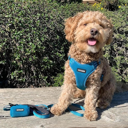 Best Pet Supplies Voyager Reflective Dog Leash or Collar with Neoprene Handle, for Small, Medium, and Large Breed Puppies, Cute and Heavy Duty for Walking, Running and Training - Turquoise (Leash), S