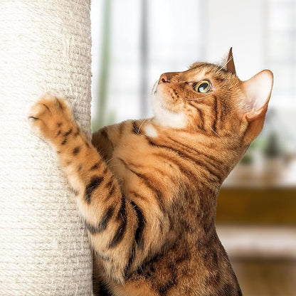19-Inch Cat Scratching Post with Hammock ? Sisal Fabric and Carpet Small Cat Tree, Hanging Ball Toy for Adult Cats and Kittens by PETMAKER (White)