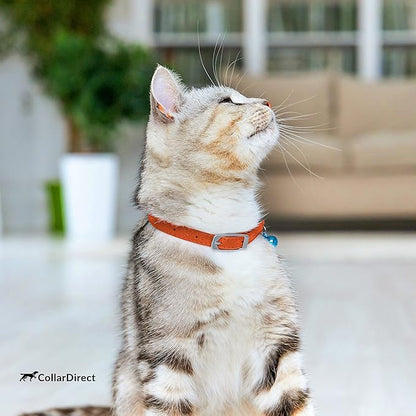 CollarDirect Leather Cat Collar, Kitten Collar with Removable Bell Black Blue Red Orange Lime Green (8-11 Inch, Orange)
