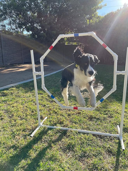The Dog Agility Shop Dog Jump - Practice Tire/Hoop Jump - PVC Material - 29 Inch Diameter