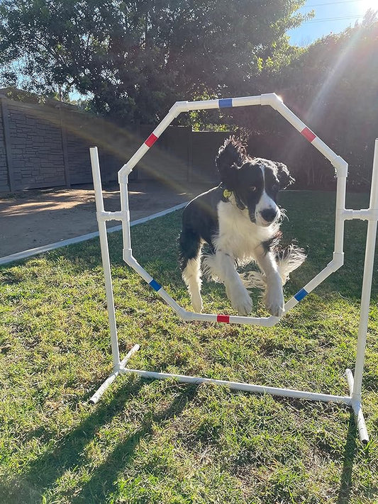 The Dog Agility Shop Dog Jump - Practice Tire/Hoop Jump - PVC Material - 29 Inch Diameter