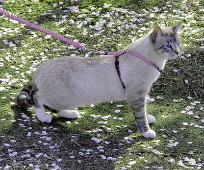 PetSafe Come With Me Kitty Cat Harness & Bungee Leash - Comfortable Cat Harness with Lightweight Bungee Leash for Outdoor Fun - More Secure Walks - Medium - Dusty Rose